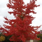 Beautiful Fall colors in Loftridge