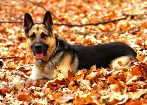 A dog in the fall leaves