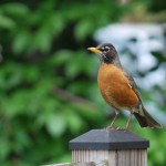 Robin perched on fence