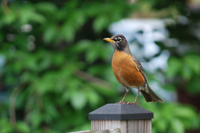 Robin perched on fence