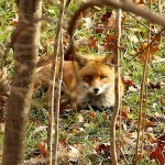 A fox in Loftridge