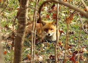A fox in Loftridge